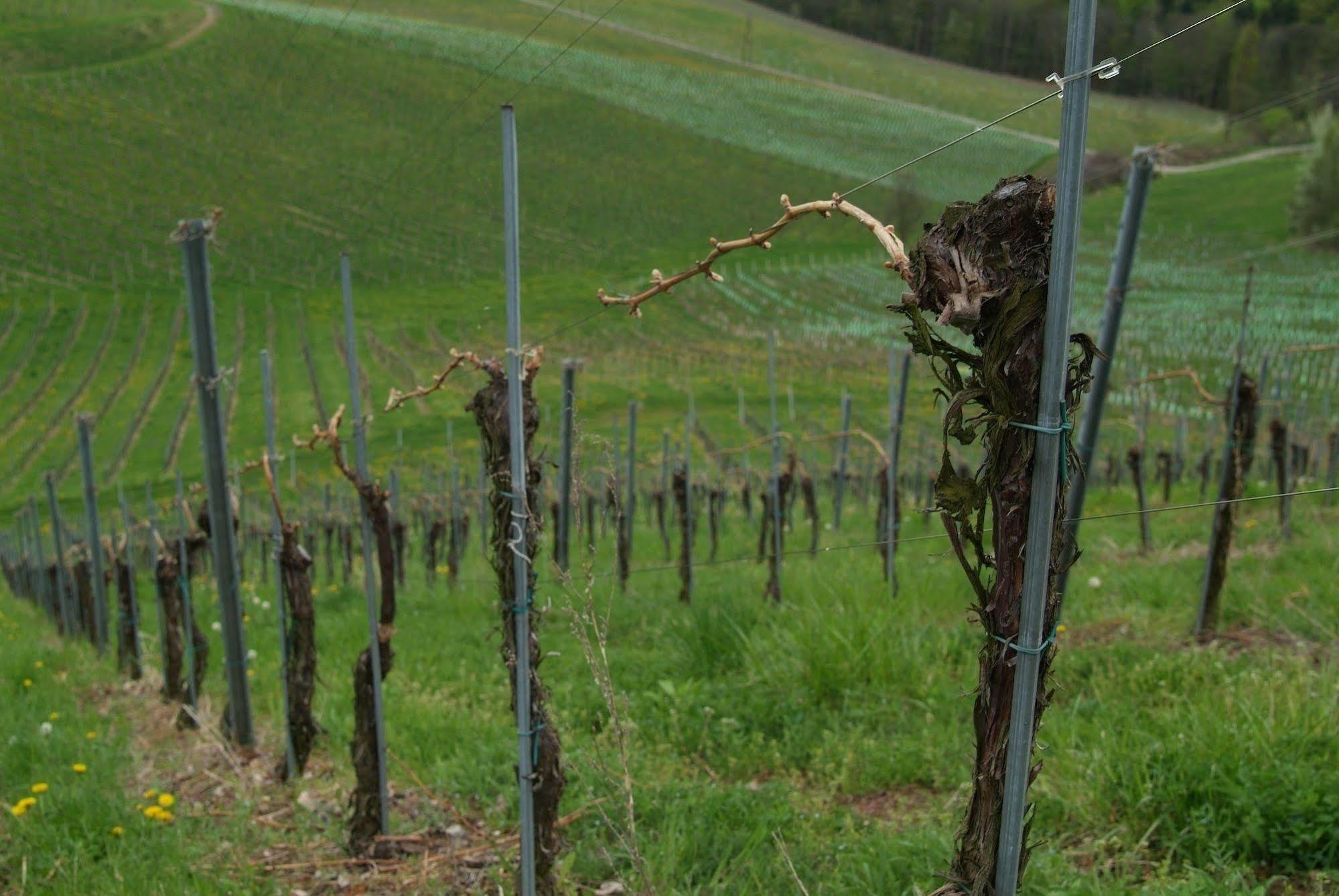 Weingut Primus Suedsteiermark Spielfeld Exterior foto